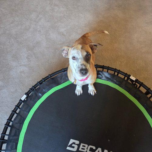 Gwendolyn, a Adoptable mixed breed in Glendale, AZ image 1/4