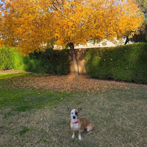 Gwendolyn, a Adoptable mixed breed in Glendale, AZ image 2/4