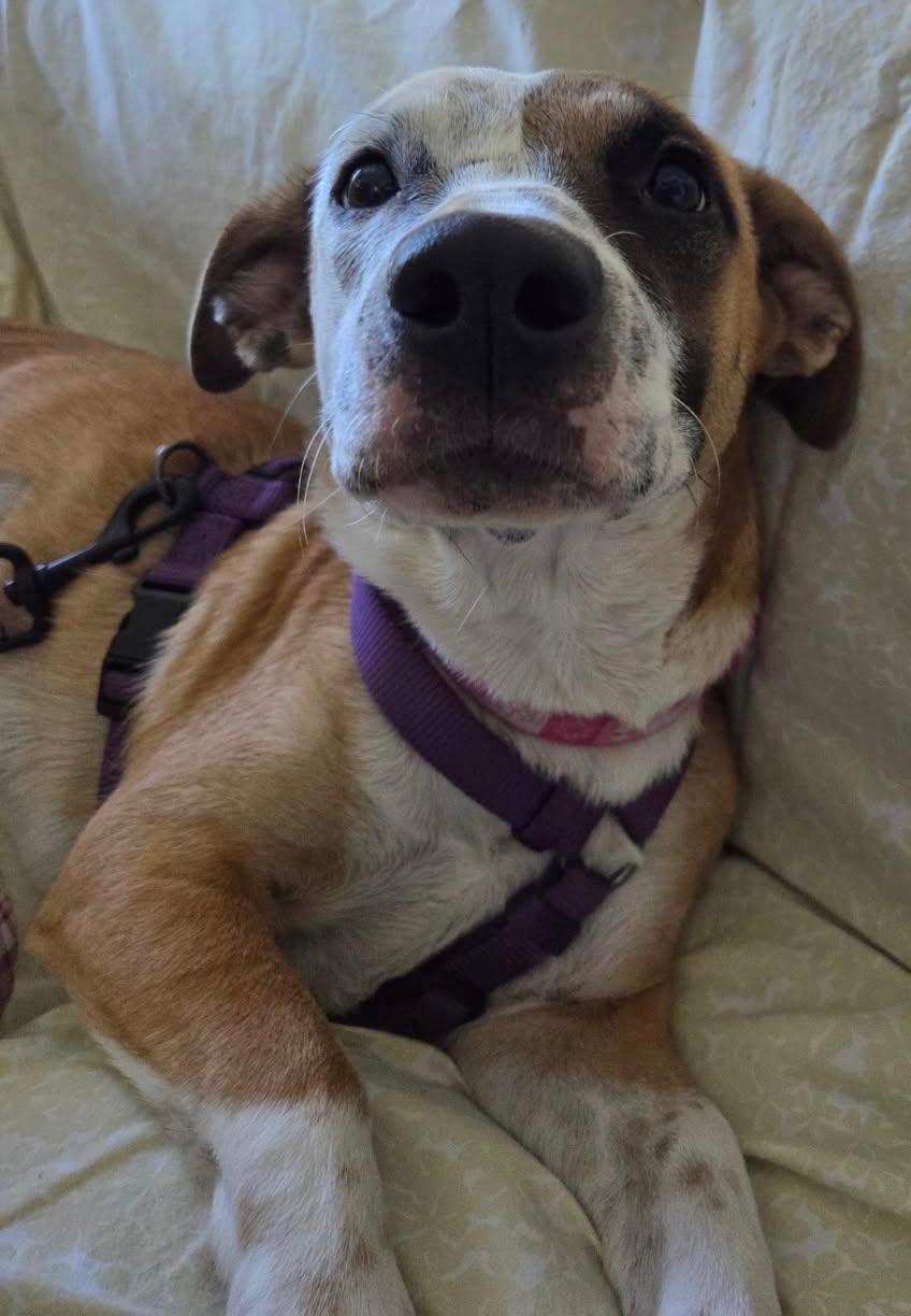 Gwendolyn, a Adoptable mixed breed in Glendale, AZ image 3/4