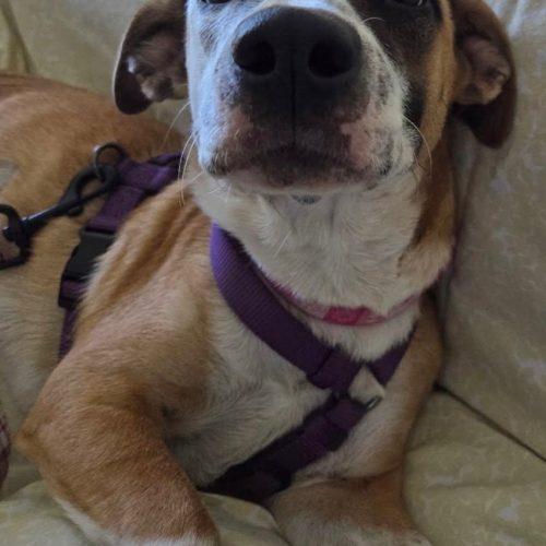 Enlarge Gwendolyn, a Adoptable mixed breed in Glendale, AZ image 3/4