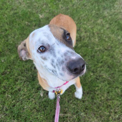 Gwendolyn, a Adoptable mixed breed in Glendale, AZ image 4/4