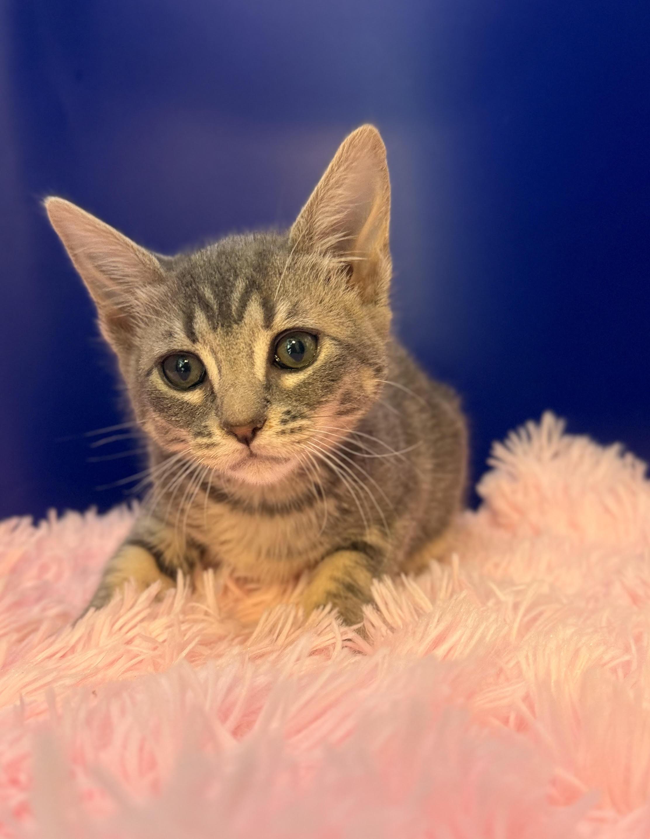 Stumbledore, Adoptable, Kitten Female Domestic Short Hair & Tabby.