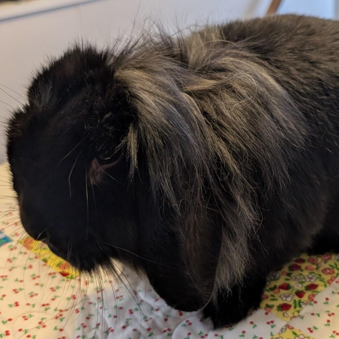 Enlarge Holly, a Adoptable Lop Eared in Edina, MN image 3/4