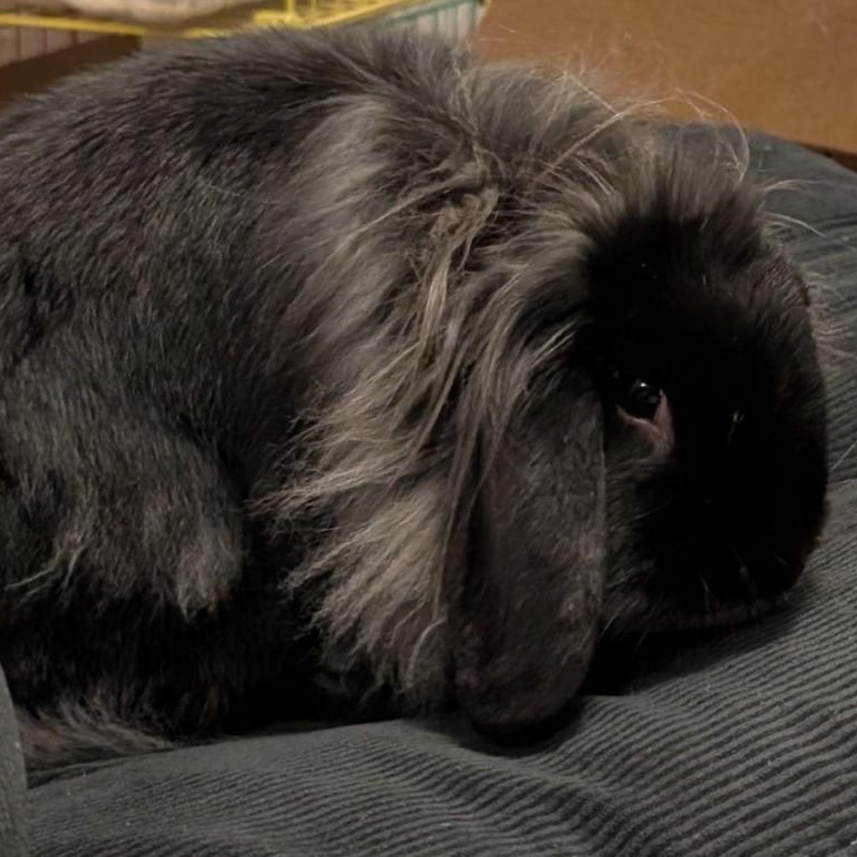Enlarge Holly, a Adoptable Lop Eared in Edina, MN image 1/4