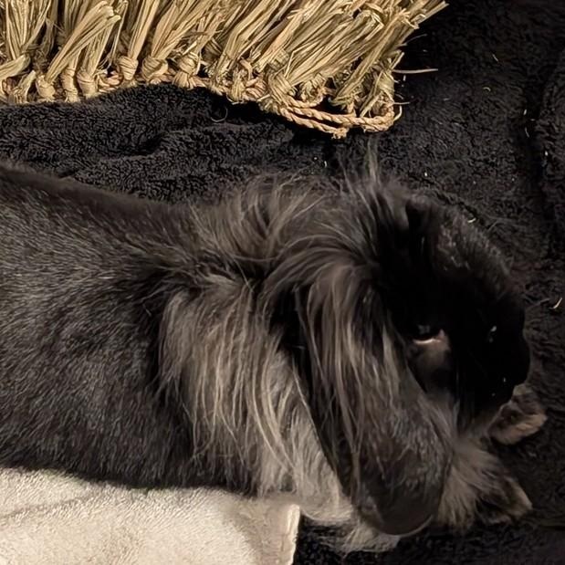 Enlarge Holly, a Adoptable Lop Eared in Edina, MN image 4/4