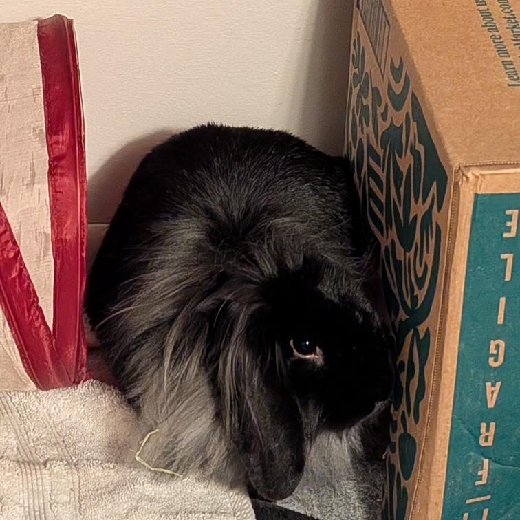 Enlarge Holly, a Adoptable Lop Eared in Edina, MN image 2/4