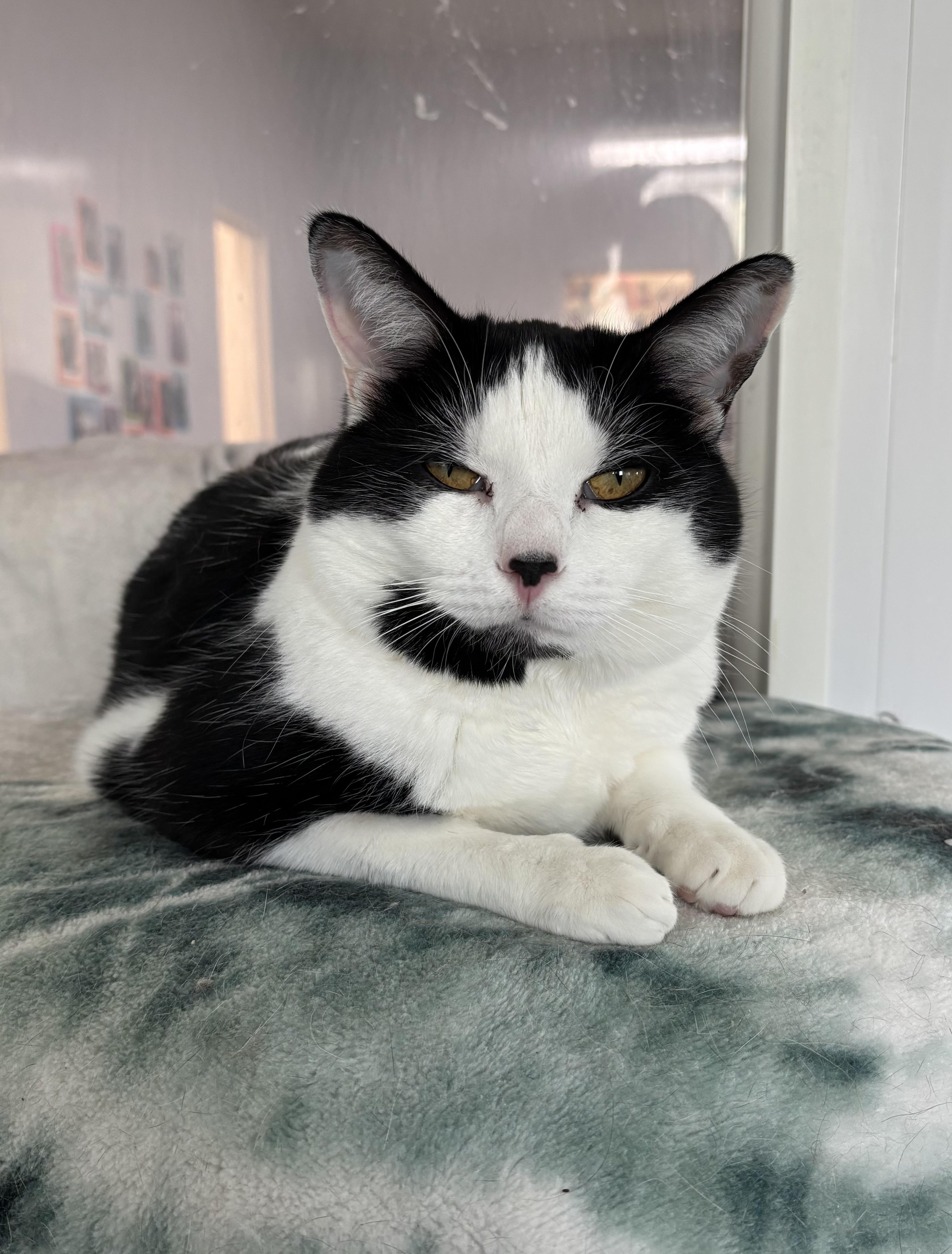 Holstein, adopted, Adult Male Domestic Short Hair.