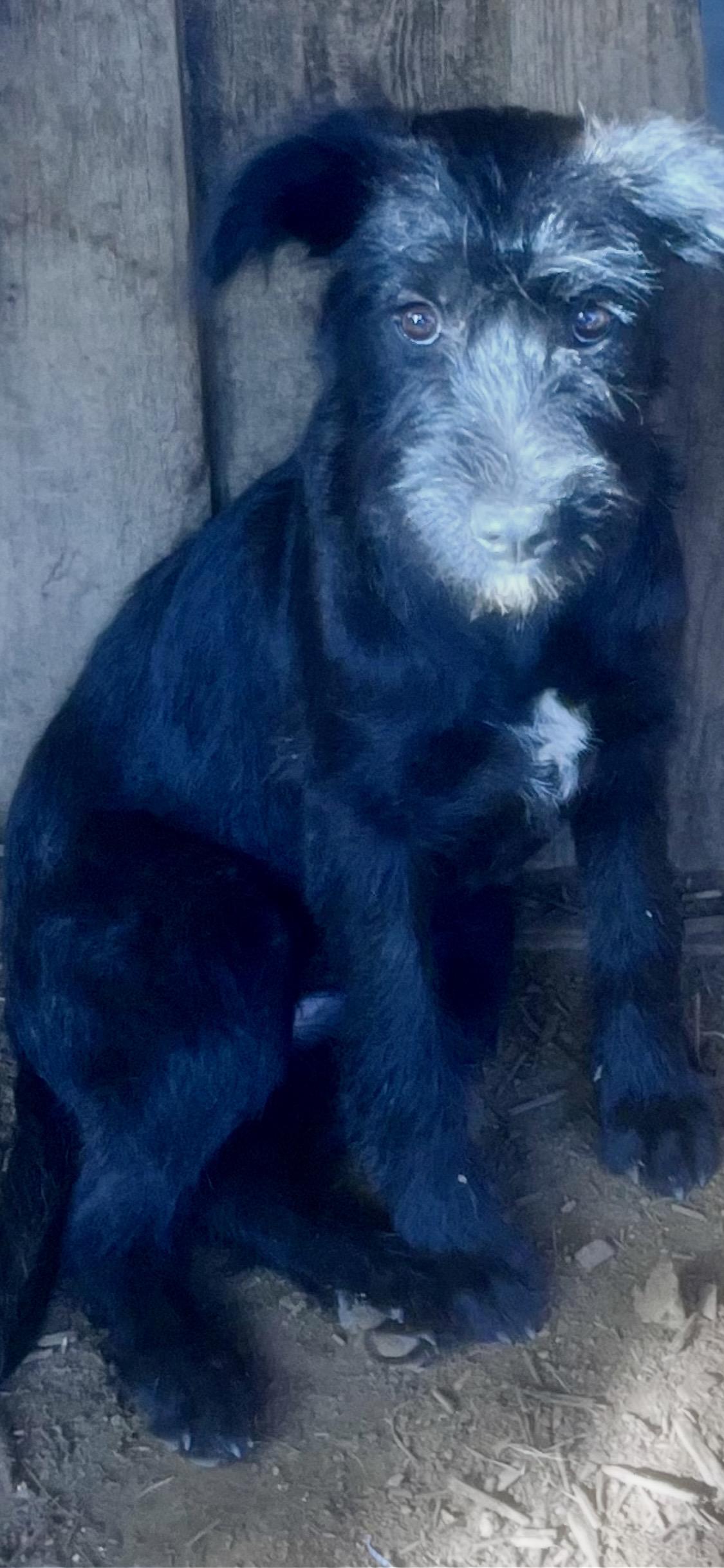 Enlarge Zoe, an adoption pending mixed breed in Concord, CA image 4/5