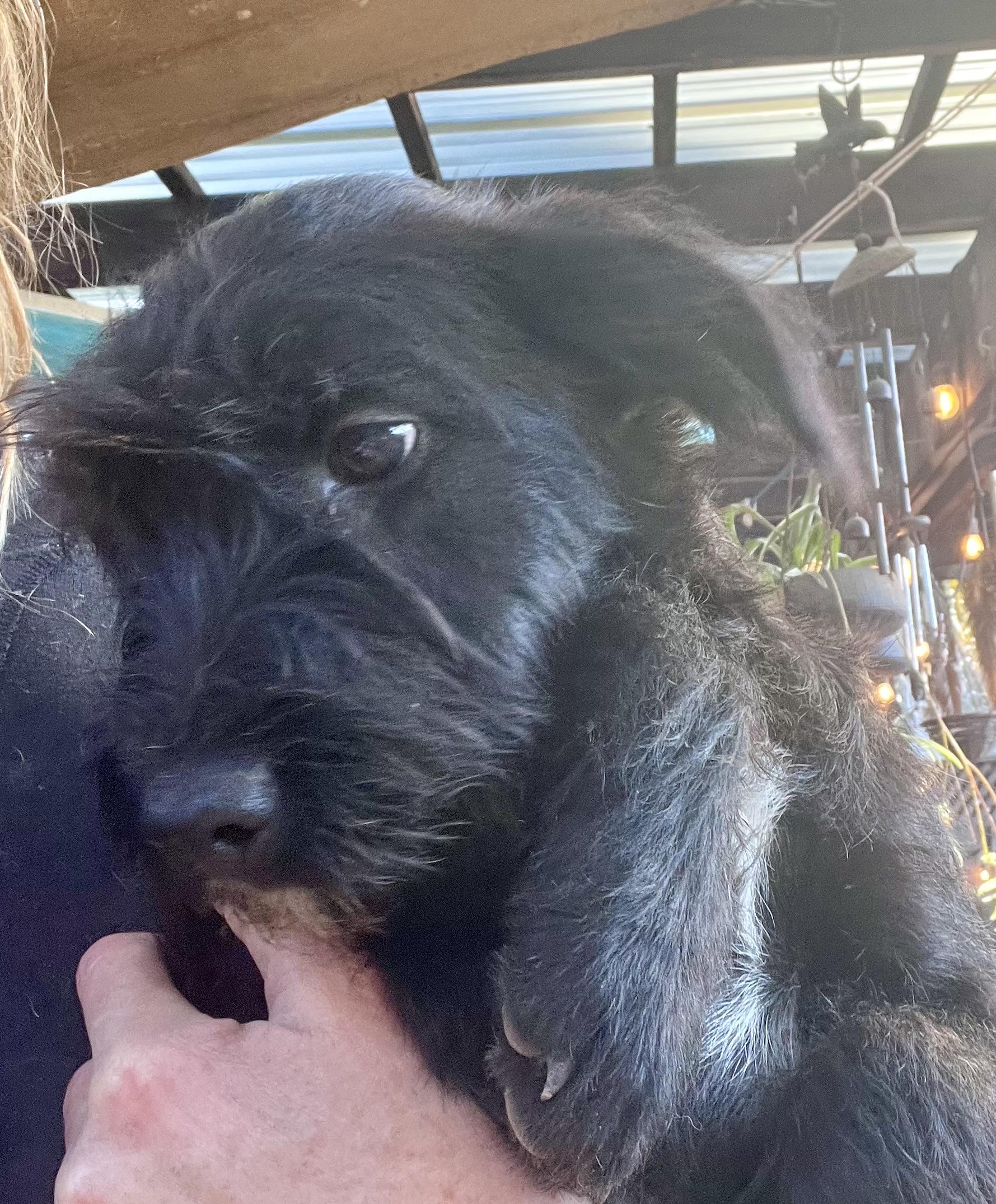 Enlarge Zoe, an adoption pending mixed breed in Concord, CA image 2/5