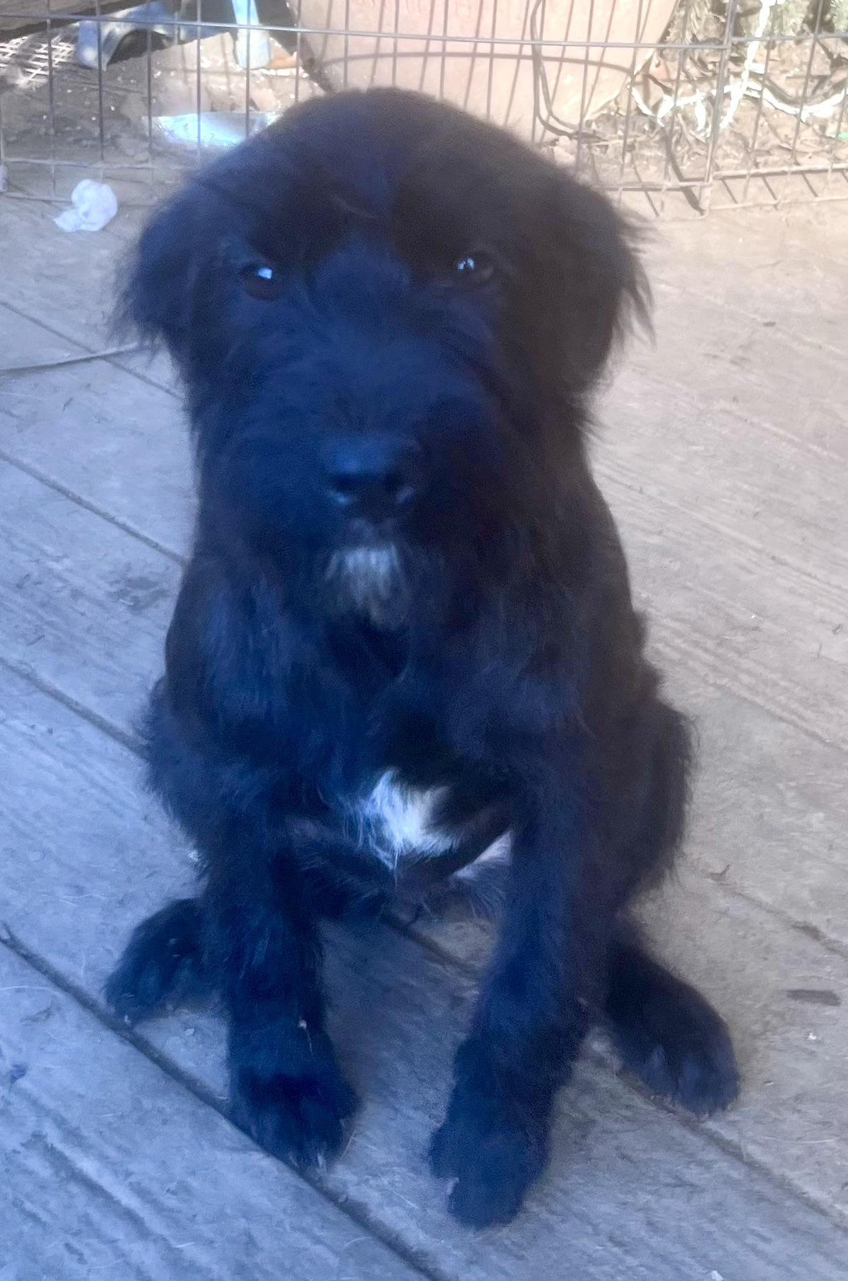 Enlarge Zoe, an adoption pending mixed breed in Concord, CA image 3/5