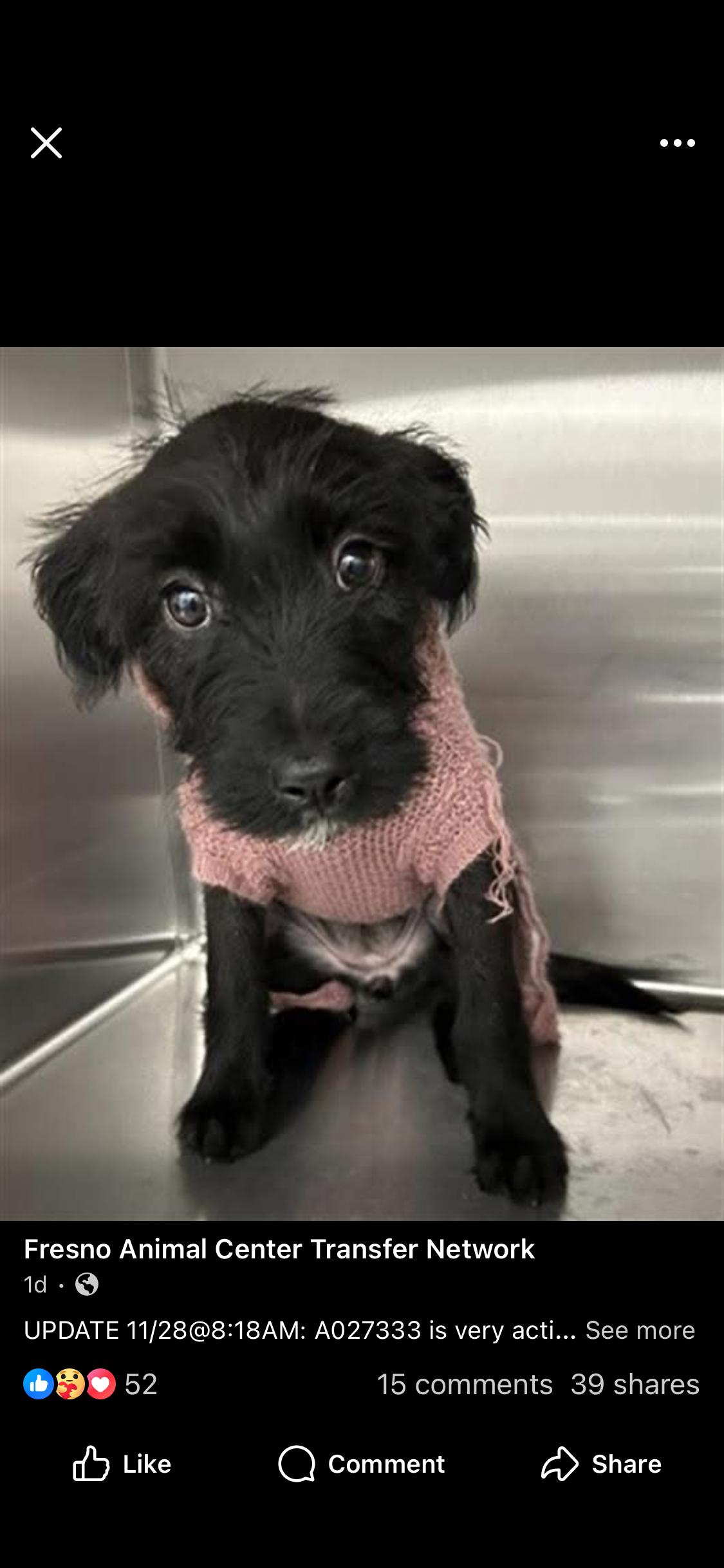 Enlarge Zoe, a ADOPTABLE mixed breed in Concord, CA image 1/1