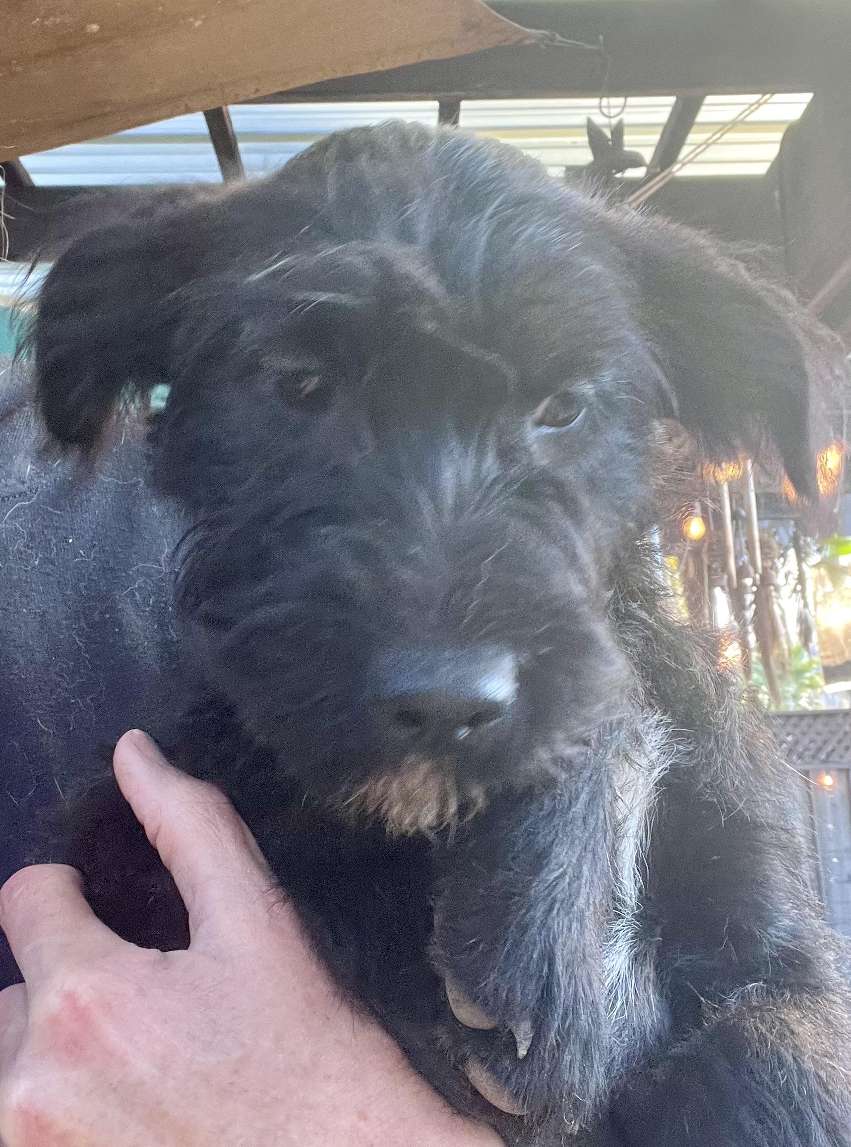 Enlarge Zoe, an adoption pending mixed breed in Concord, CA image 5/5