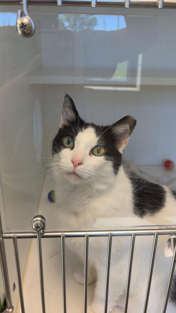 Lizzy, Adoptable, Adult Female American Shorthair.