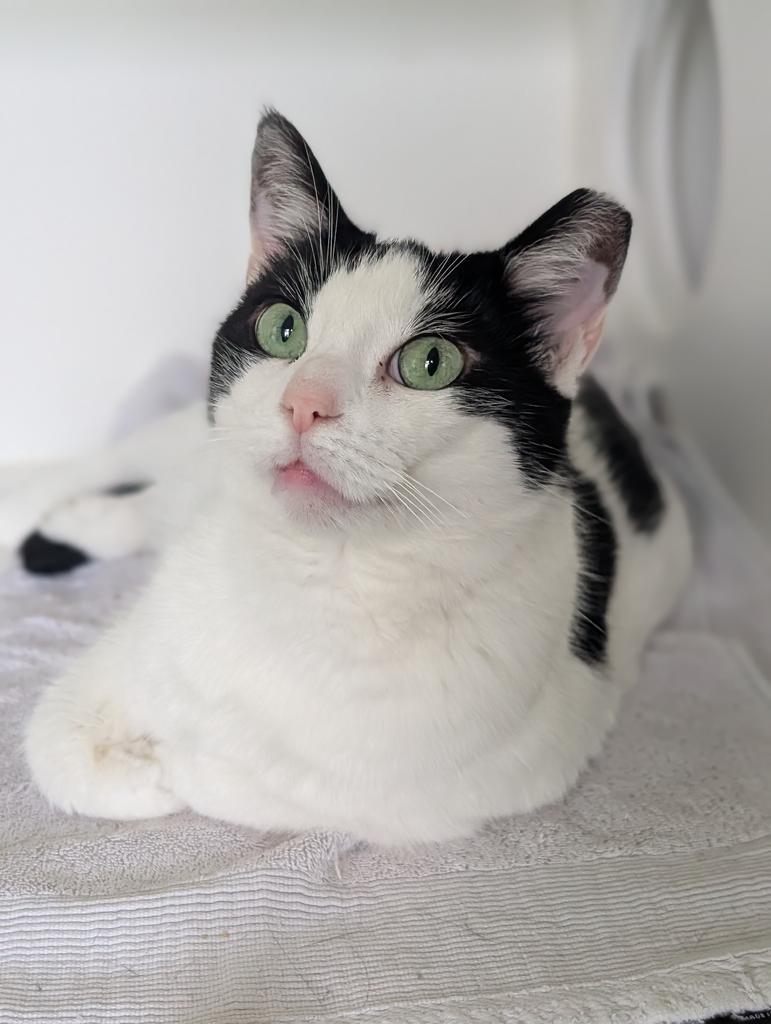 Lizzy, a Adoptable American Shorthair in Greenfield, IN image 2/5