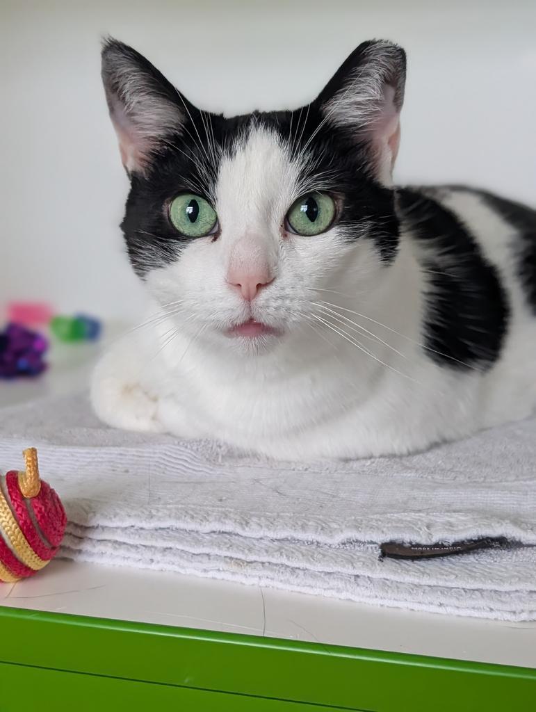 Lizzy, a Adoptable American Shorthair in Greenfield, IN image 3/5