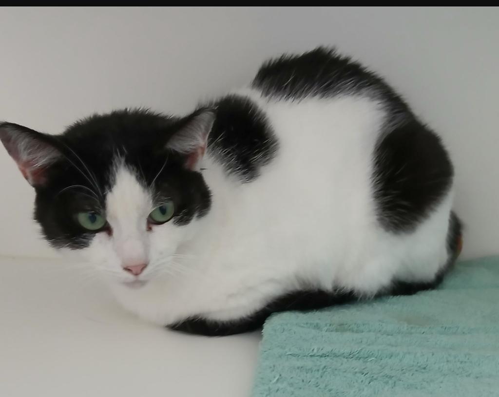 Lizzy, a Adoptable American Shorthair in Greenfield, IN image 1/2