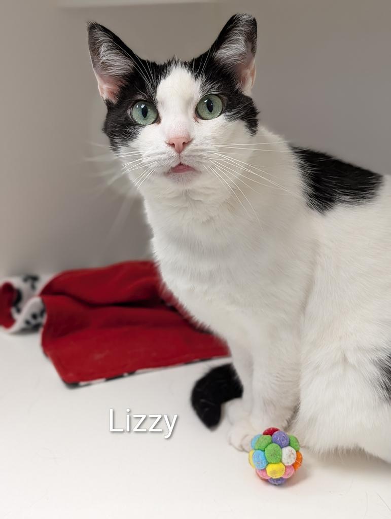 Lizzy, a Adoptable American Shorthair in Greenfield, IN image 2/2
