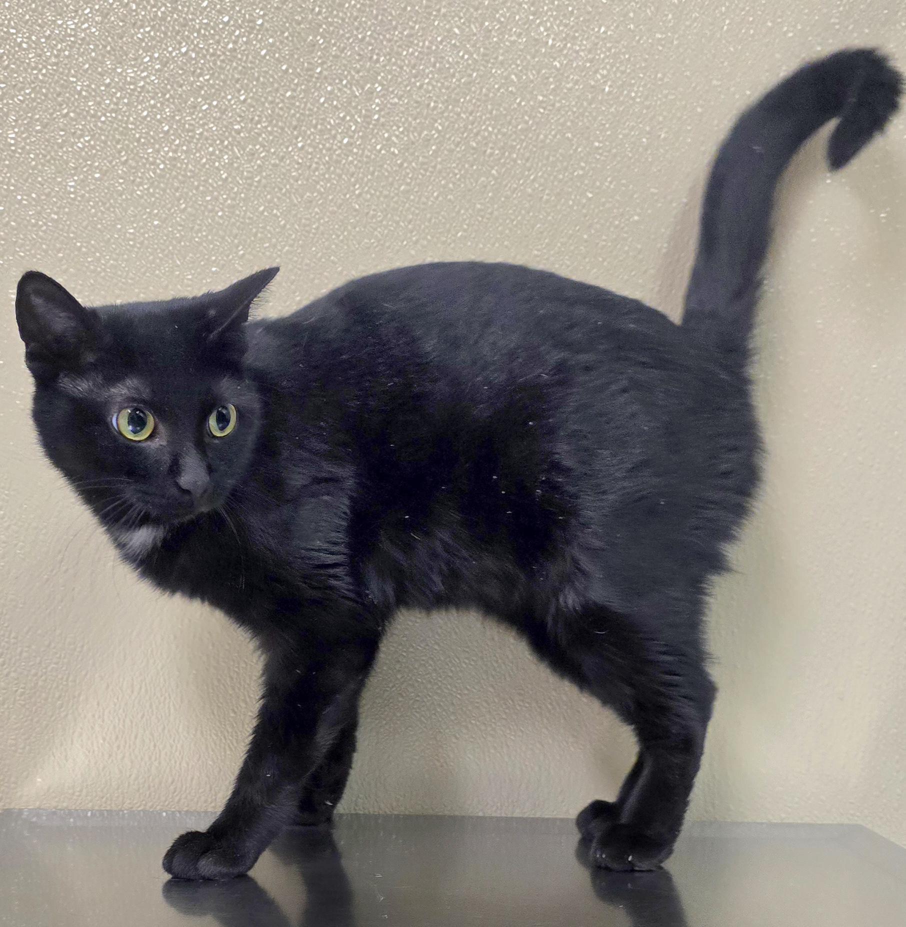 Nessa, adoptable, Young Female Domestic Short Hair.
