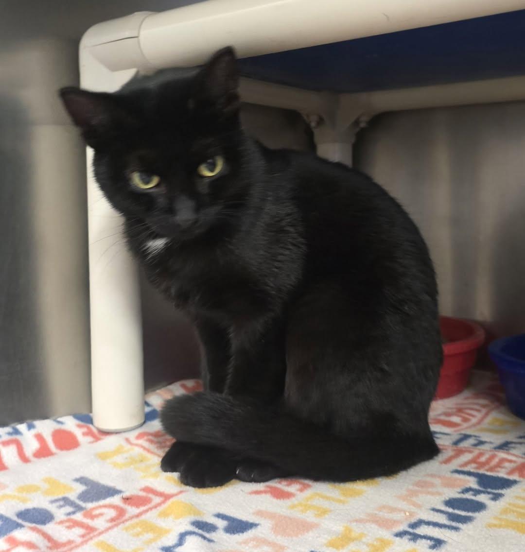 Enlarge Nessa, an adoptable mixed breed in Brainerd, MN image 2/2