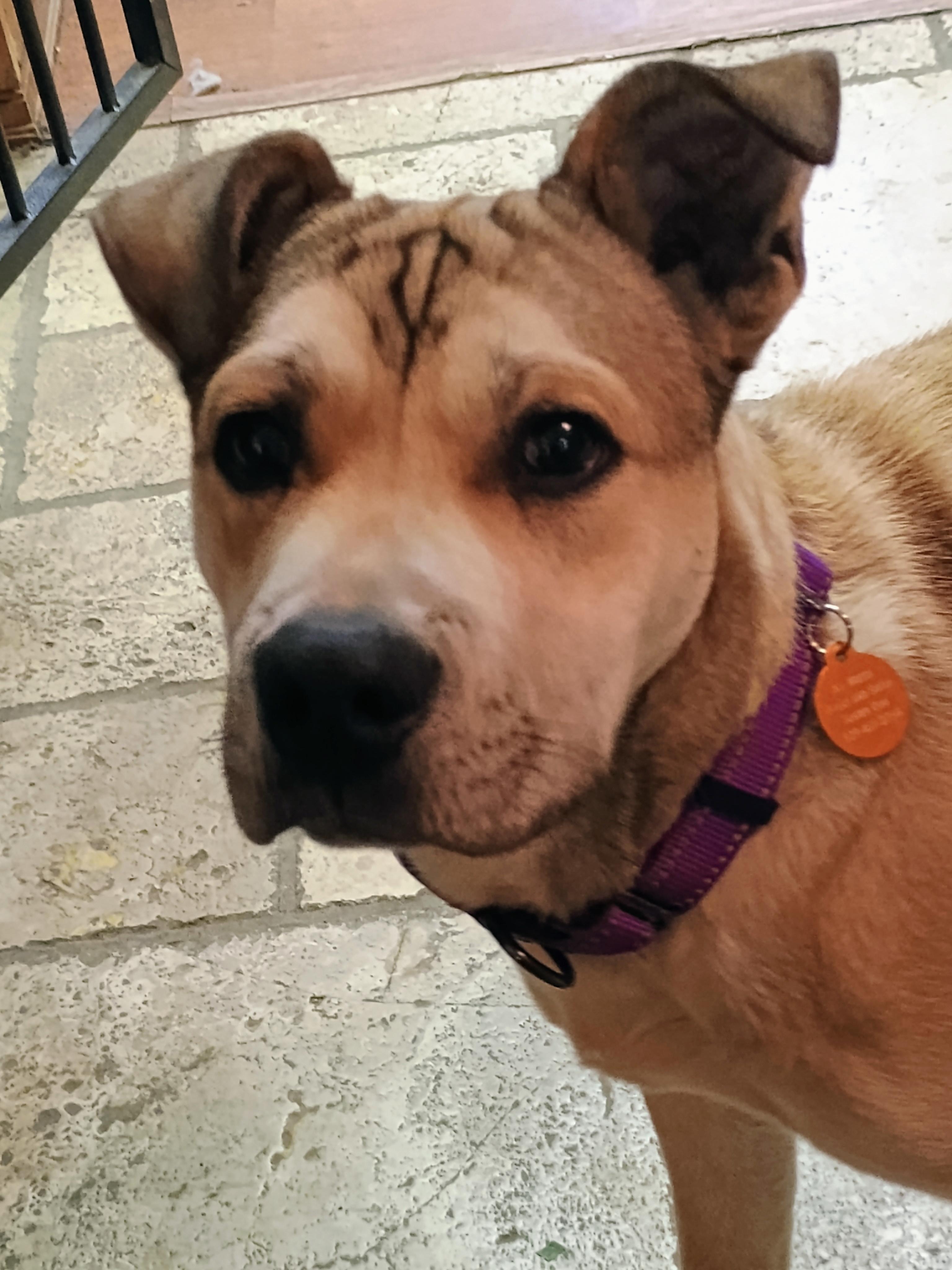 Enlarge PETERMAN, a ADOPTABLE mixed breed in Yakima, WA image 1/6