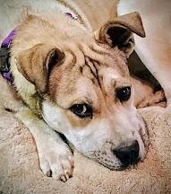 Enlarge PETERMAN, a ADOPTABLE mixed breed in Yakima, WA image 2/6