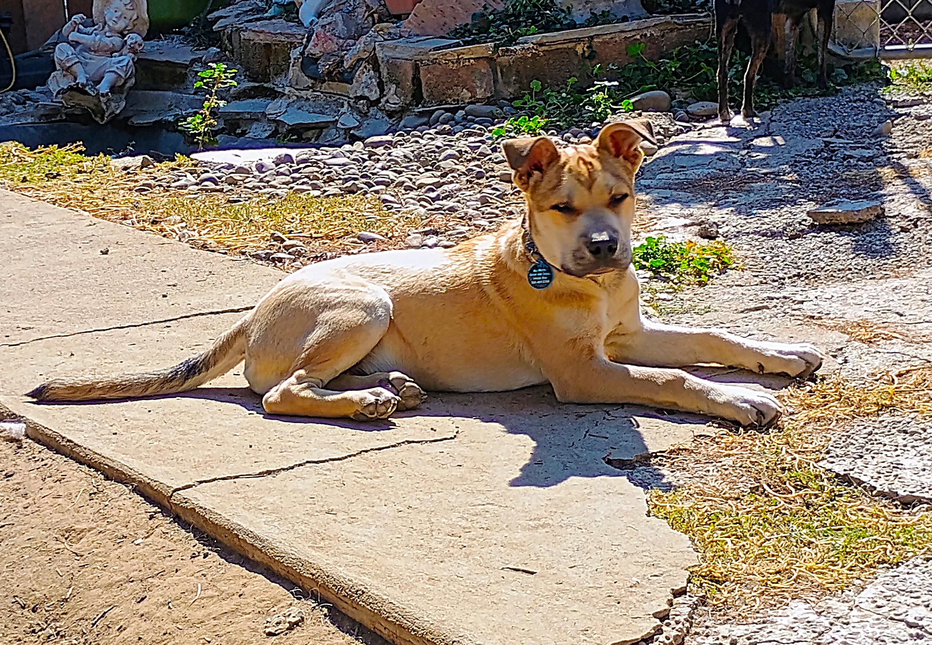 Enlarge PETERMAN, a ADOPTABLE mixed breed in Yakima, WA image 3/6
