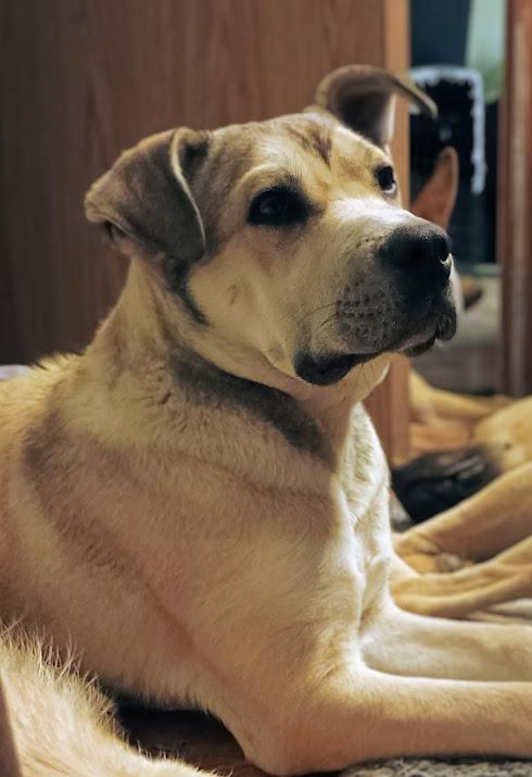 Enlarge PETERMAN, a ADOPTABLE mixed breed in Yakima, WA image 4/6