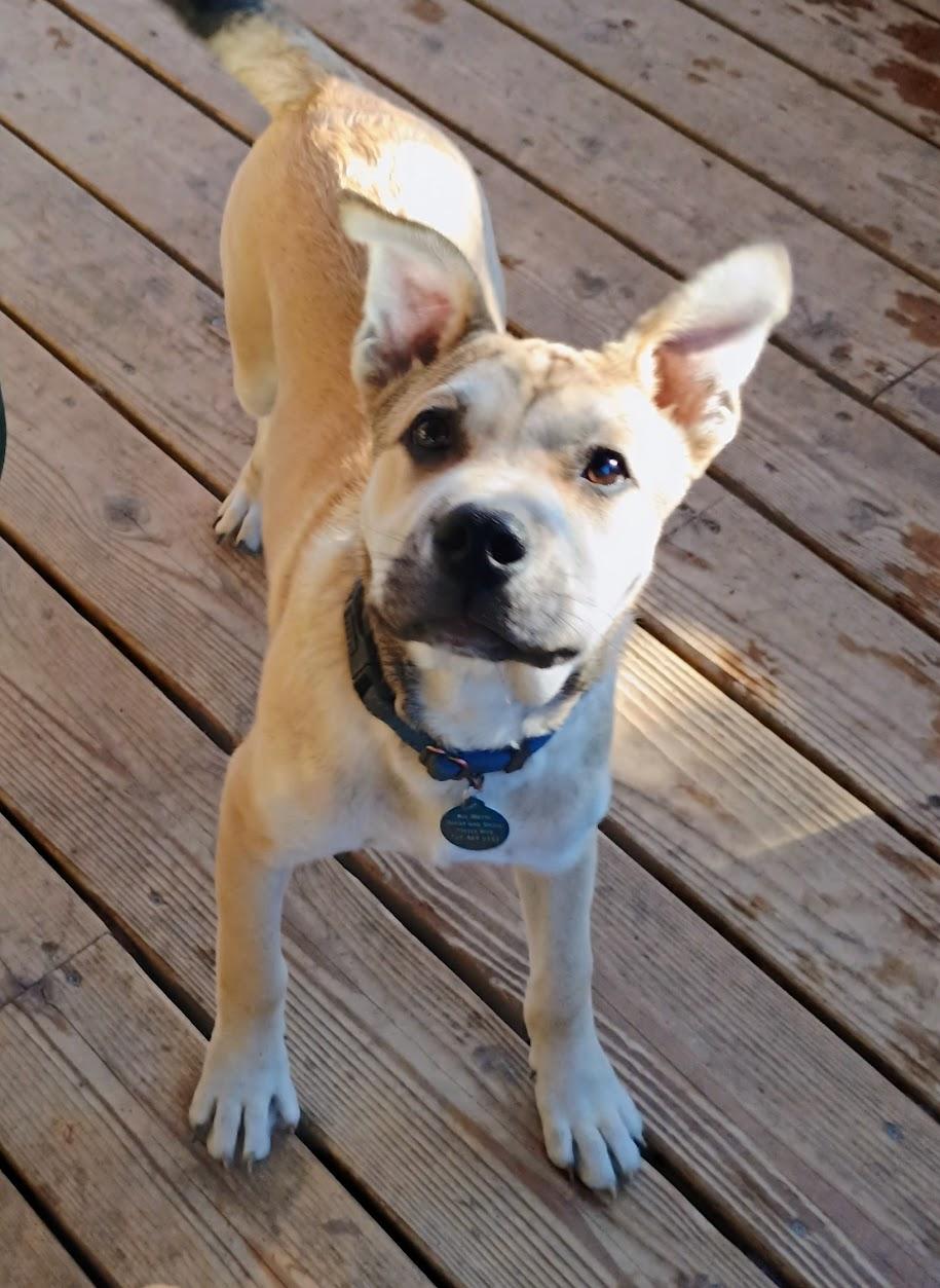 PETERMAN, ADOPTABLE, Puppy Male Alaskan Malamute & Shepherd.