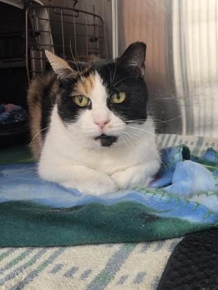 Zazzy, Adoptable, Adult Female Domestic Short Hair & Domestic Short Hair.