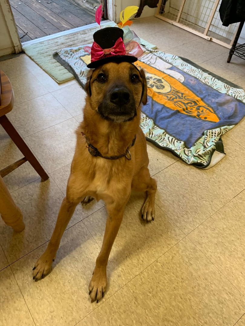 Quincy, a Adoptable mixed breed in Fair Oaks Ranch, TX image 1/6