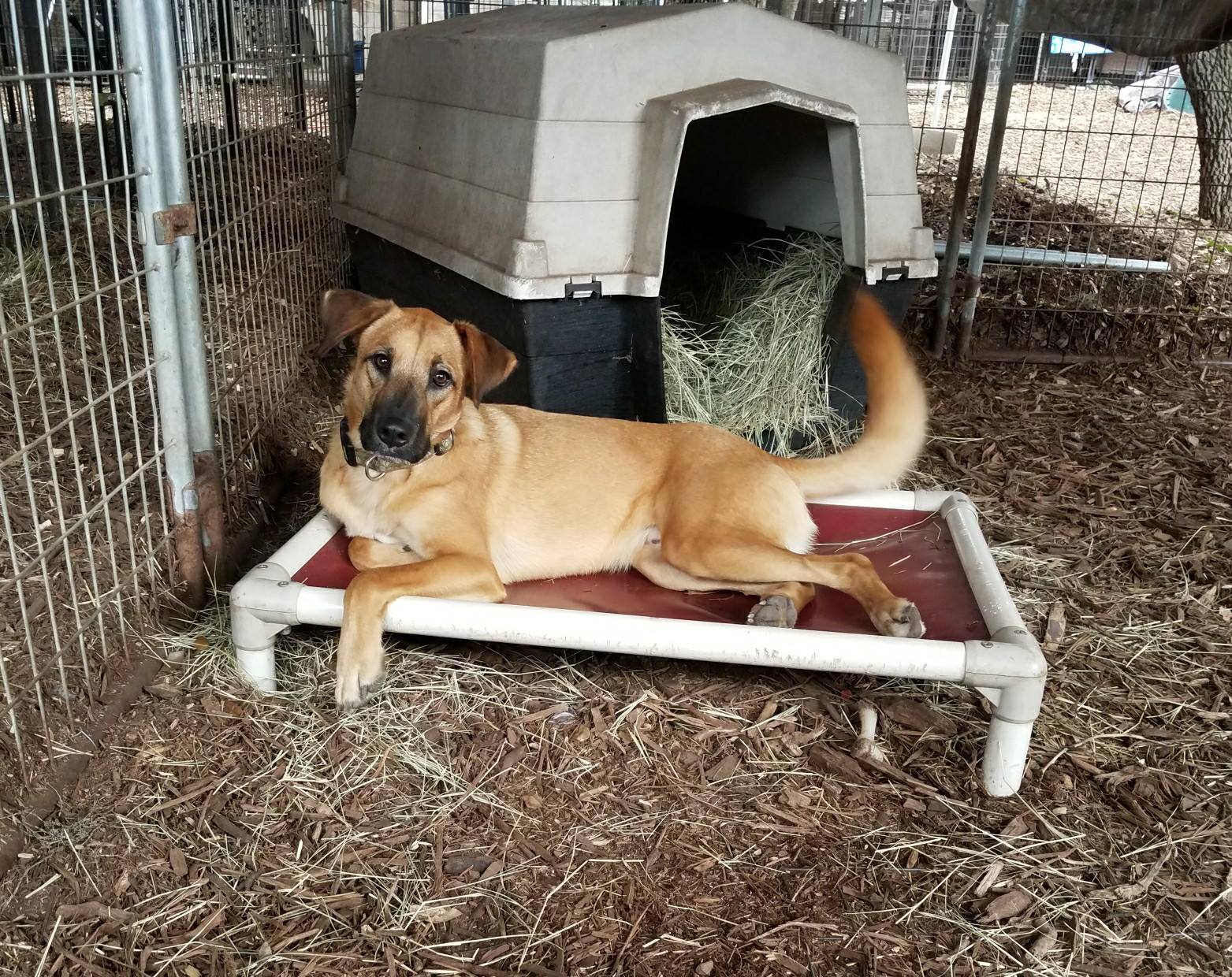 Quincy, a Adoptable mixed breed in Fair Oaks Ranch, TX image 2/6