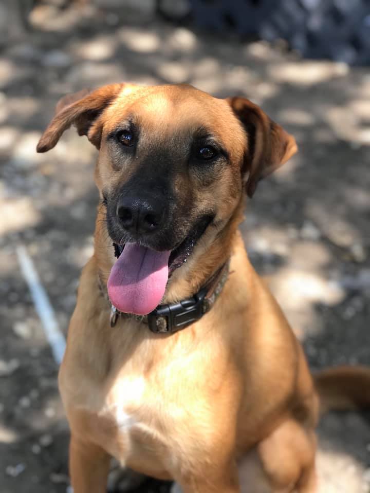 Quincy, a Adoptable mixed breed in Fair Oaks Ranch, TX image 3/6