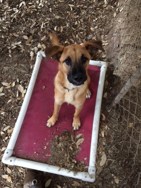 Quincy, a Adoptable mixed breed in Fair Oaks Ranch, TX image 4/6