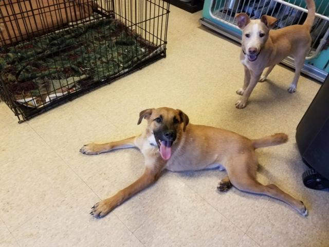 Quincy, a Adoptable mixed breed in Fair Oaks Ranch, TX image 5/6