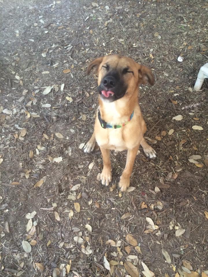 Quincy, a Adoptable mixed breed in Fair Oaks Ranch, TX image 6/6