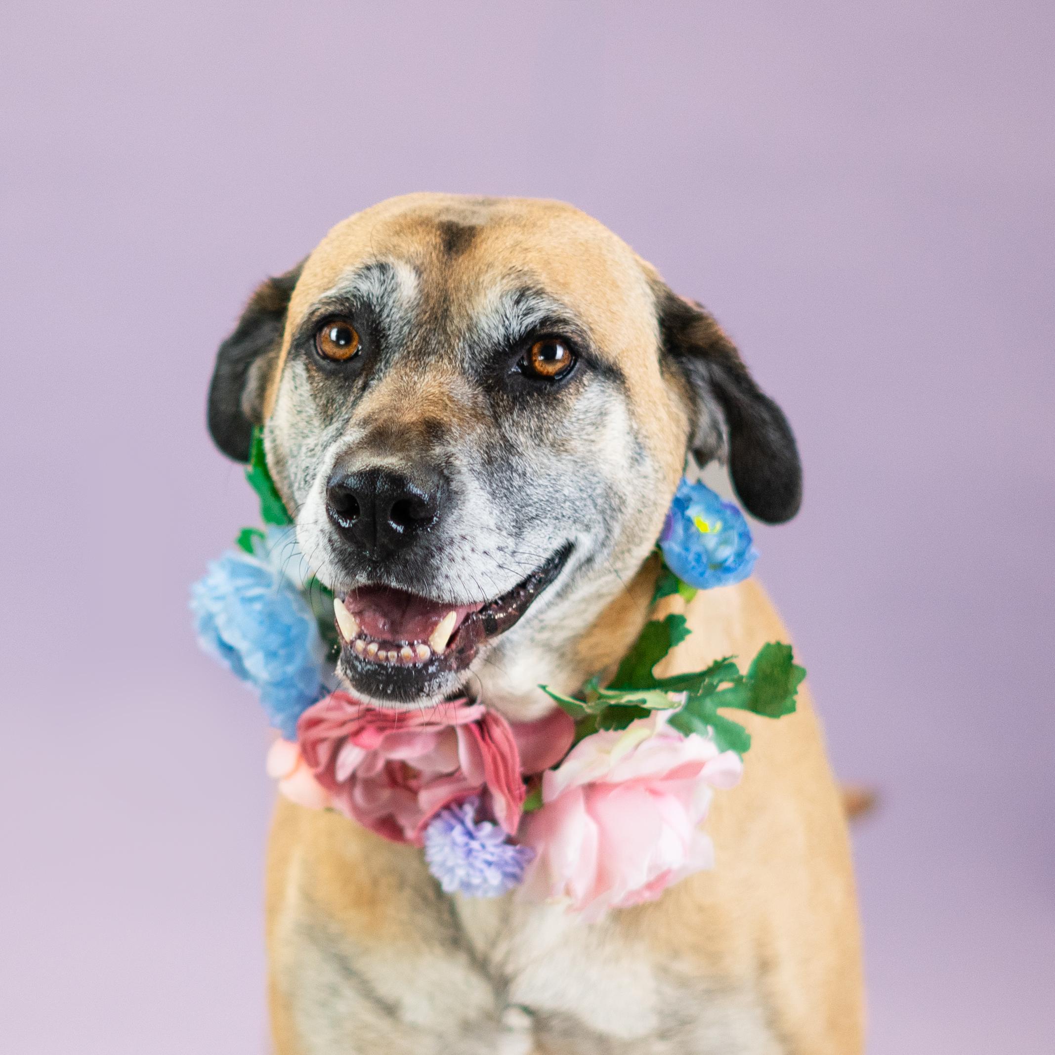 Diana, a Adoptable mixed breed in Shawnee, KS image 3/6