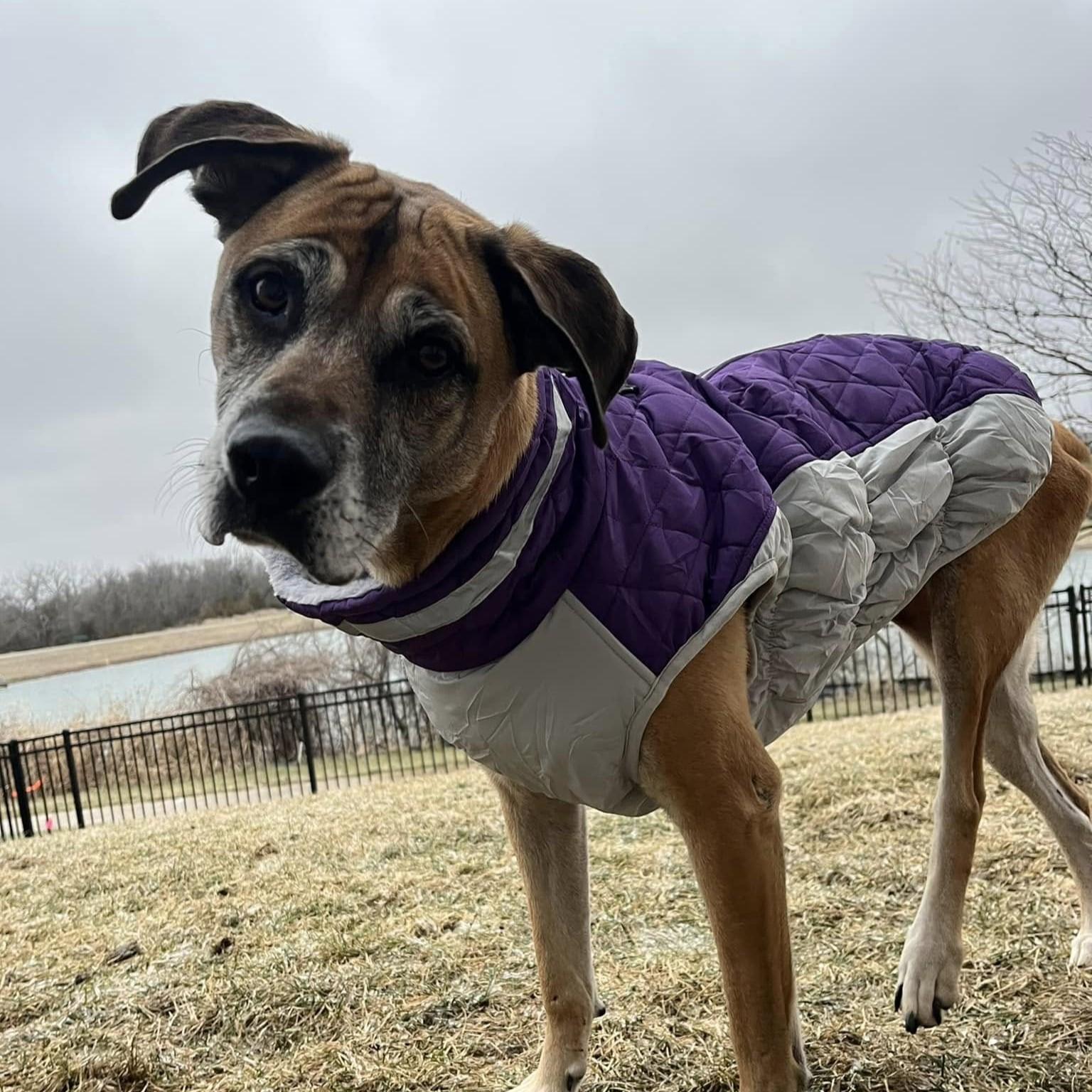 Diana, a Adoptable mixed breed in Shawnee, KS image 2/6
