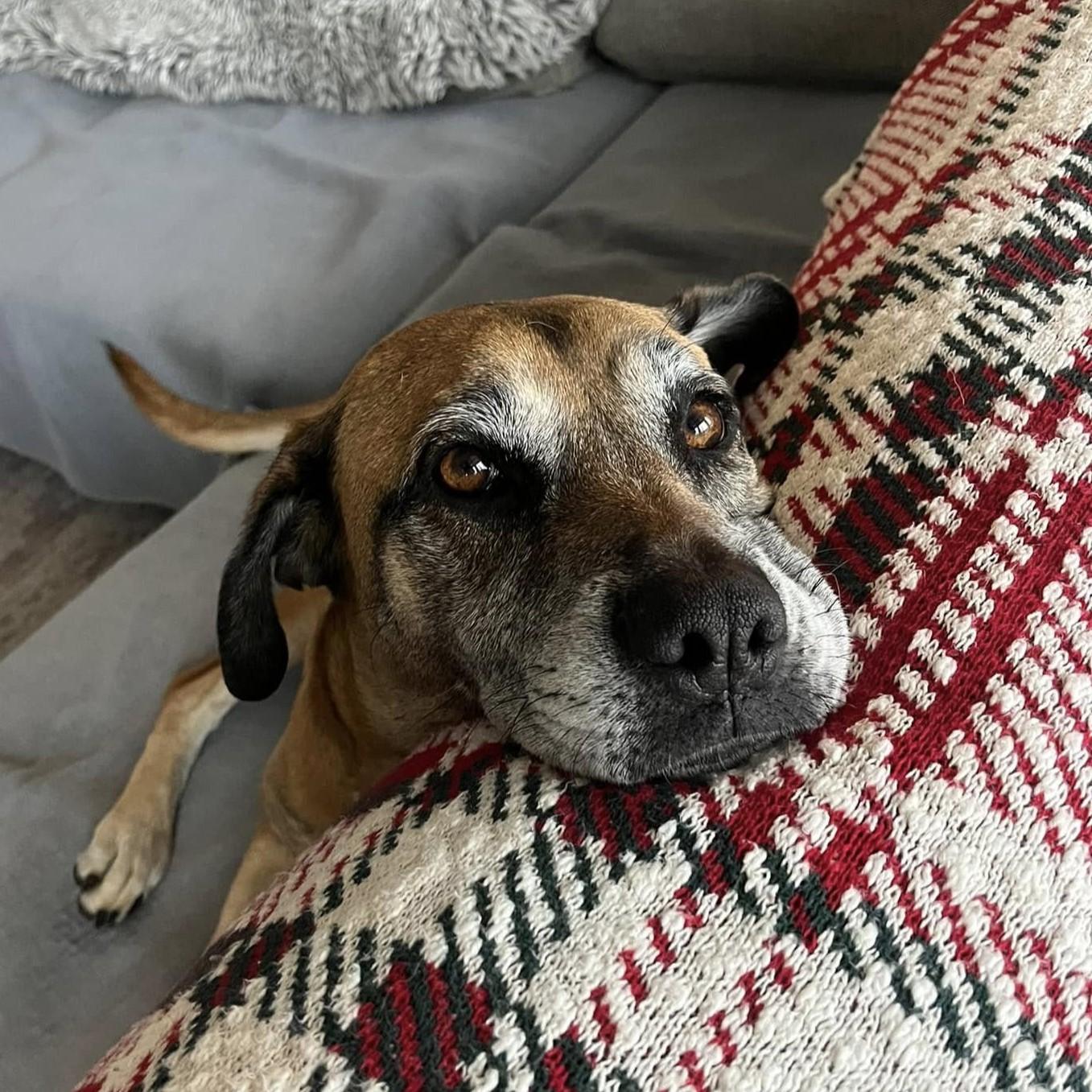 Diana, a Adoptable mixed breed in Shawnee, KS image 6/6