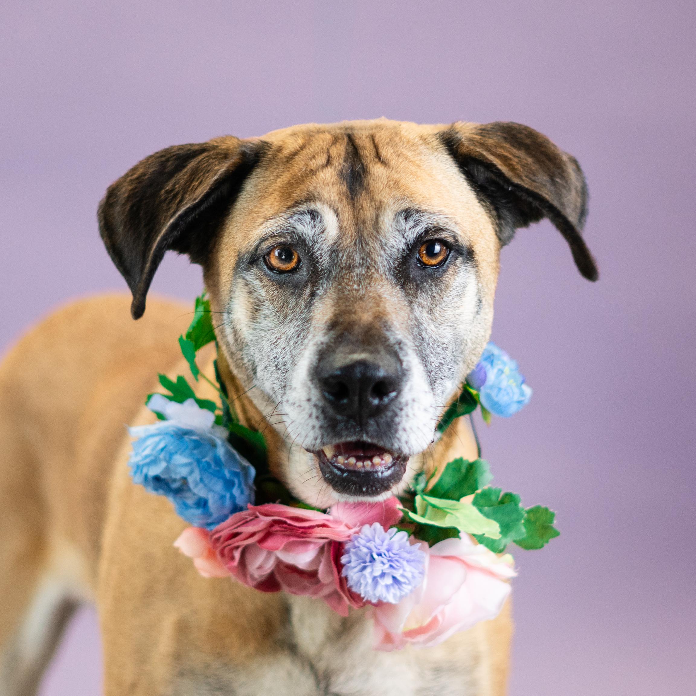 Diana, a Adoptable mixed breed in Shawnee, KS image 1/6