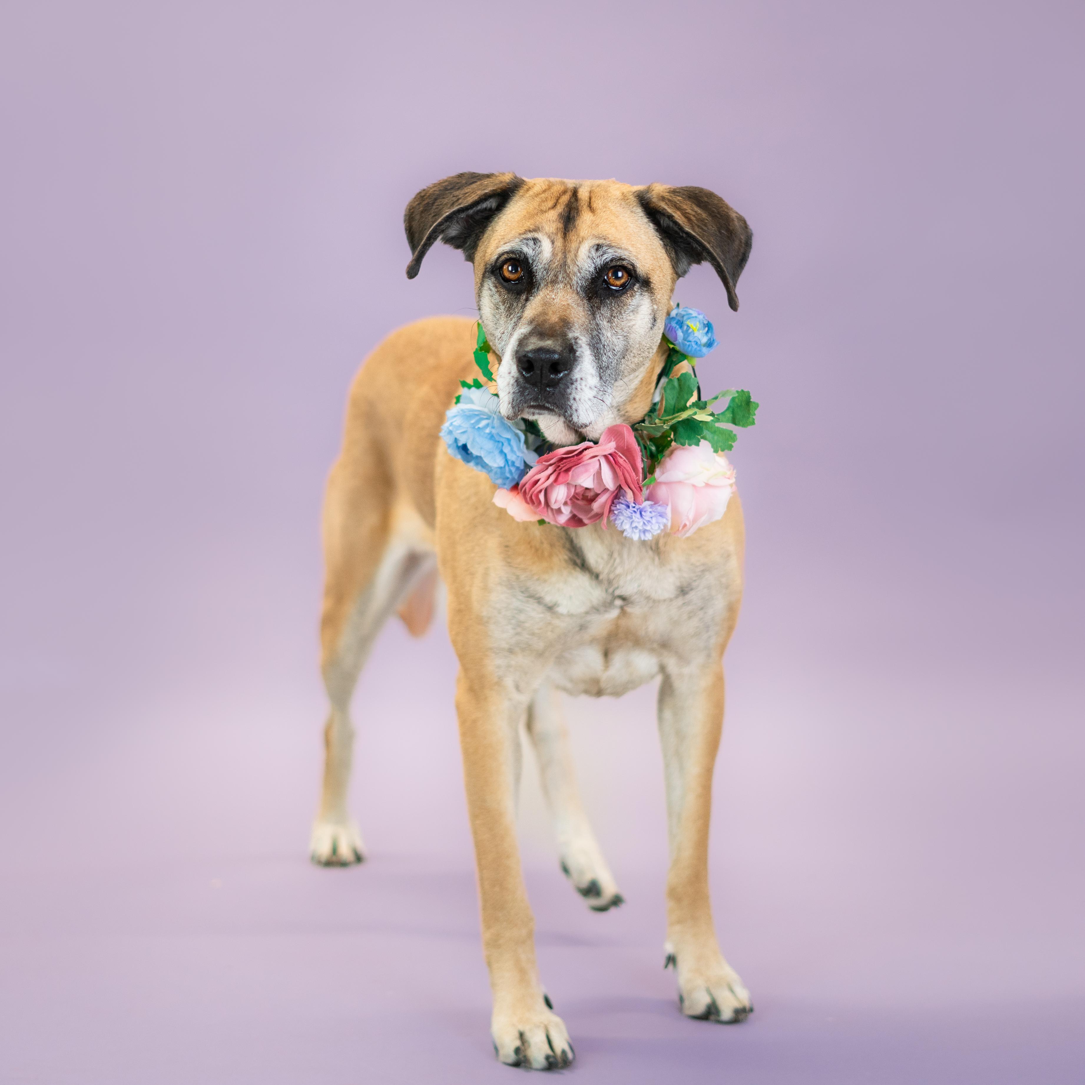 Diana, a Adoptable mixed breed in Shawnee, KS image 5/6