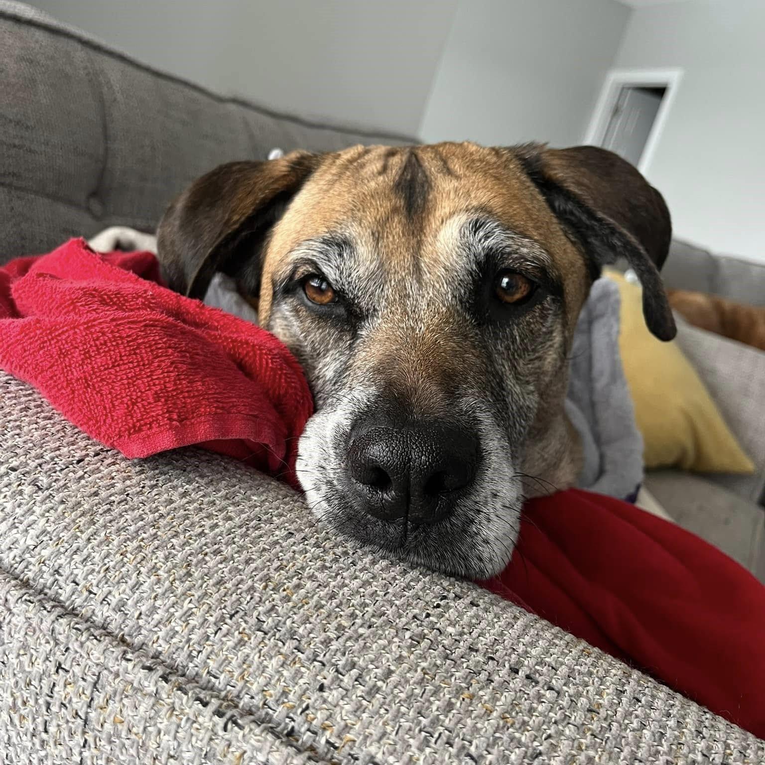 Diana, a Adoptable mixed breed in Shawnee, KS image 4/6