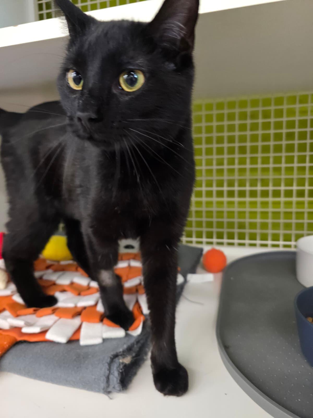 Enlarge Judy, an adopted Domestic Short Hair in Nottingham, MD image 3/3
