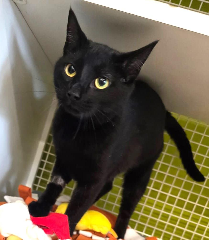 Enlarge Judy, an adopted Domestic Short Hair in Nottingham, MD image 1/3