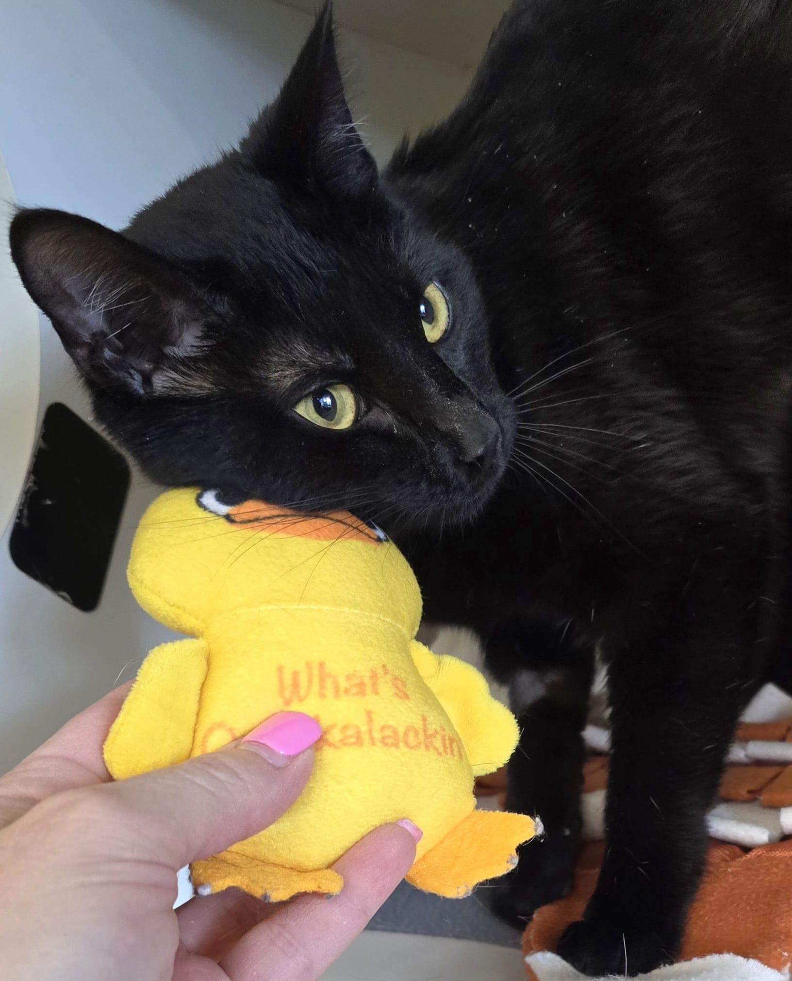 Enlarge Judy, an adopted Domestic Short Hair in Nottingham, MD image 2/3