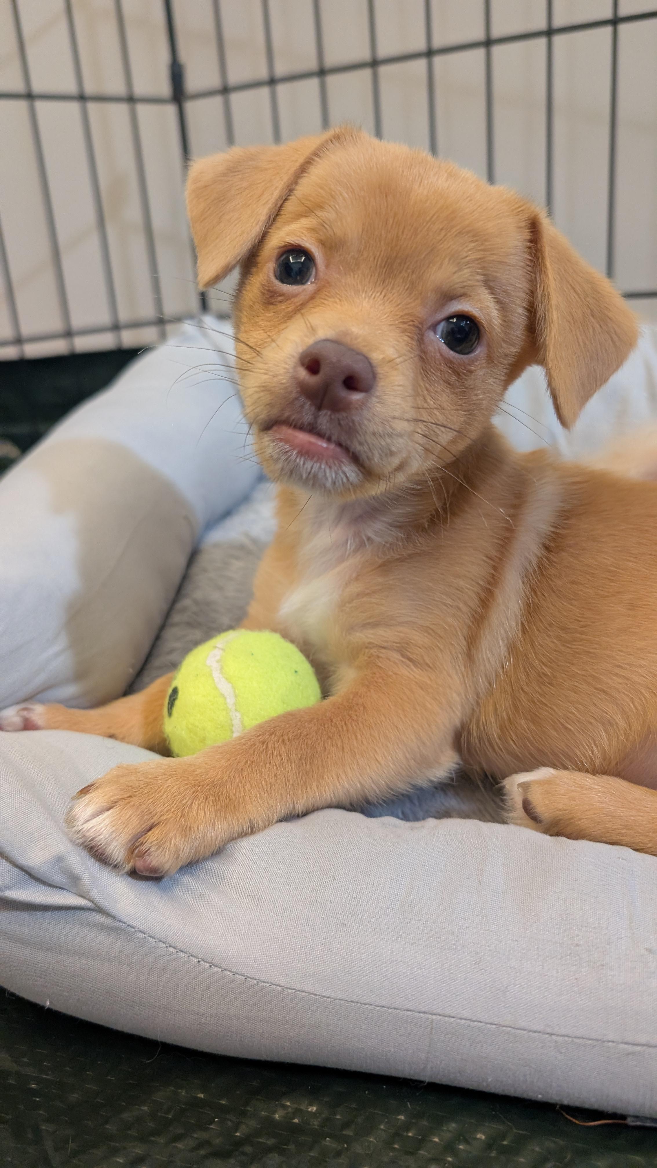 Pebbles (The Flintstones), a Adoptable mixed breed in Redwood City, CA image 2/6