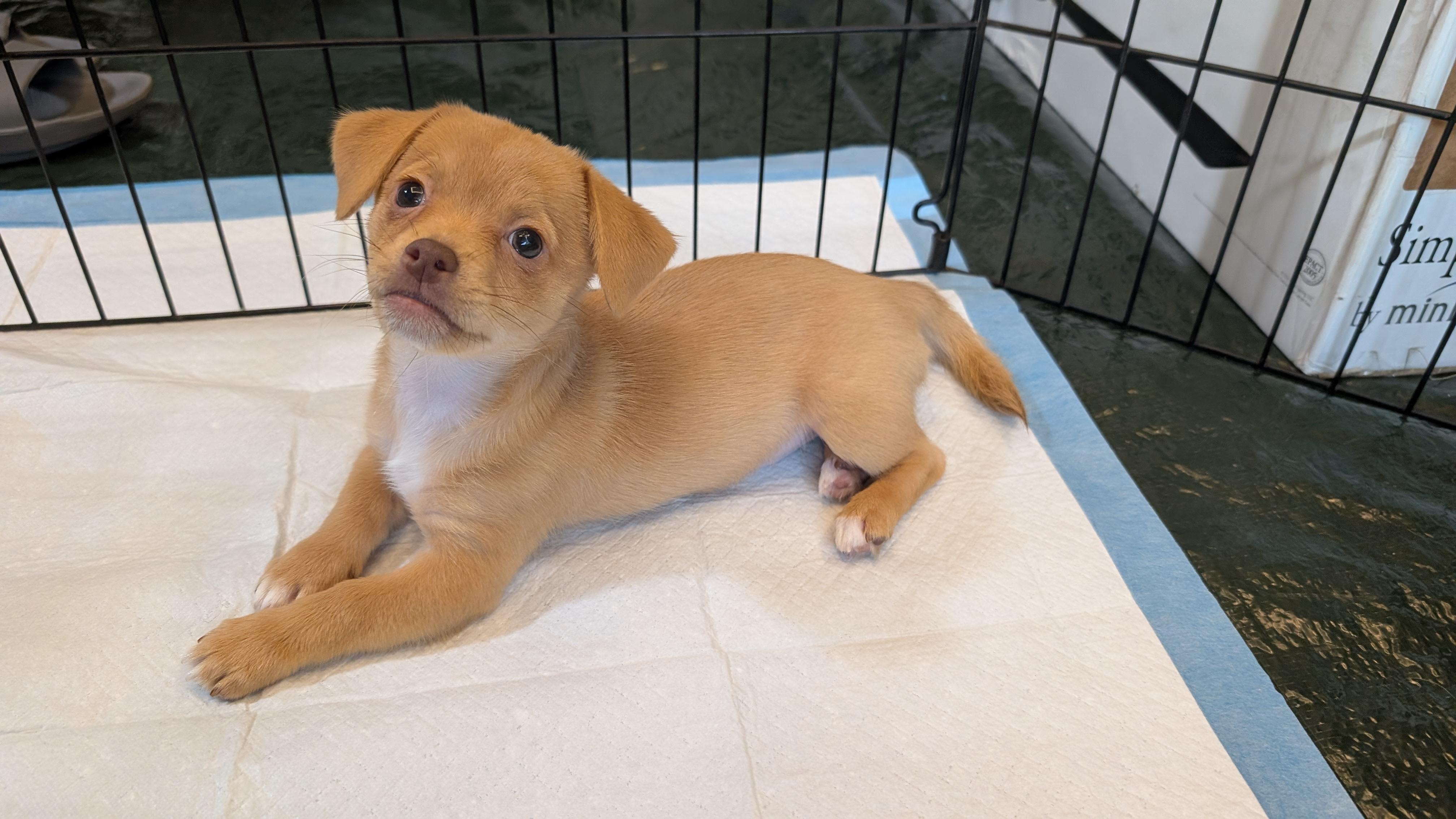 Pebbles (The Flintstones), a Adoptable mixed breed in Redwood City, CA image 6/6