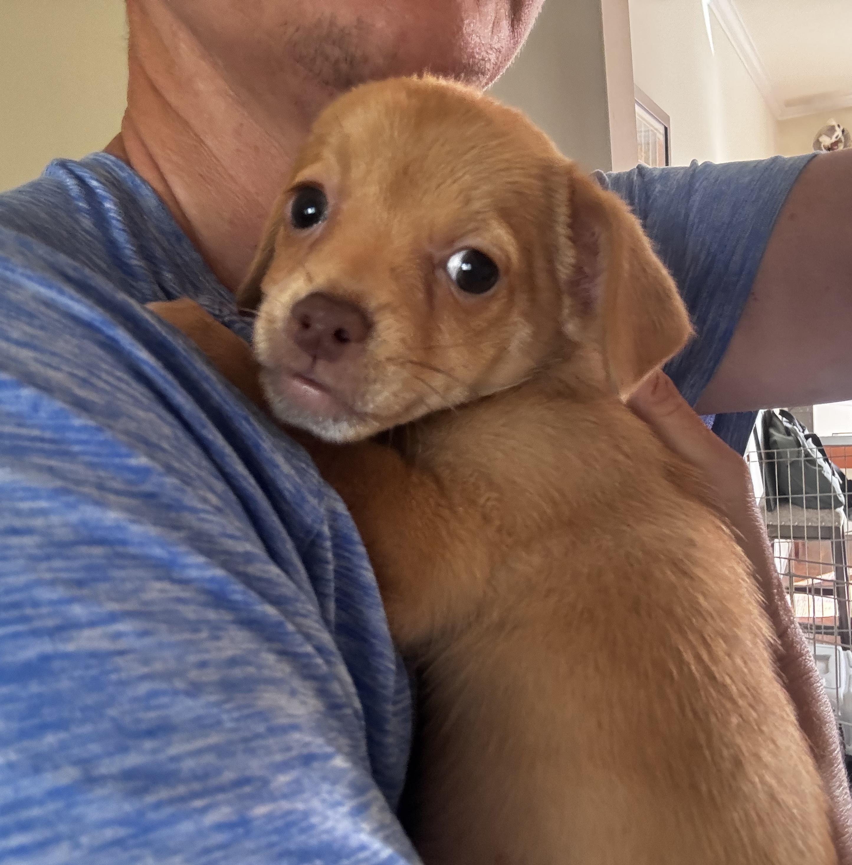 Pebbles (The Flintstones), Adoptable, Puppy Female Chihuahua.
