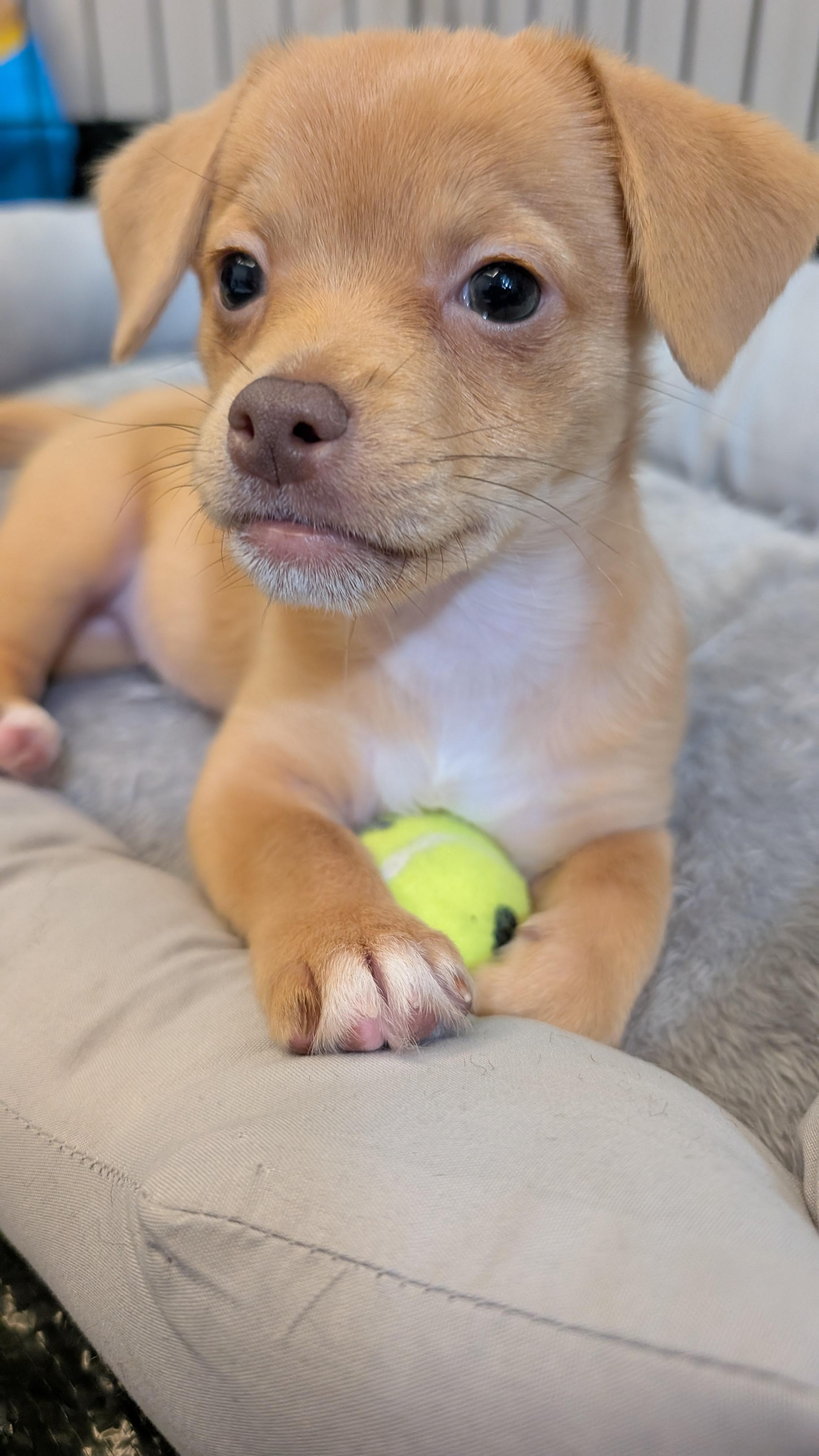 Pebbles (The Flintstones), a Adoptable mixed breed in Redwood City, CA image 4/6
