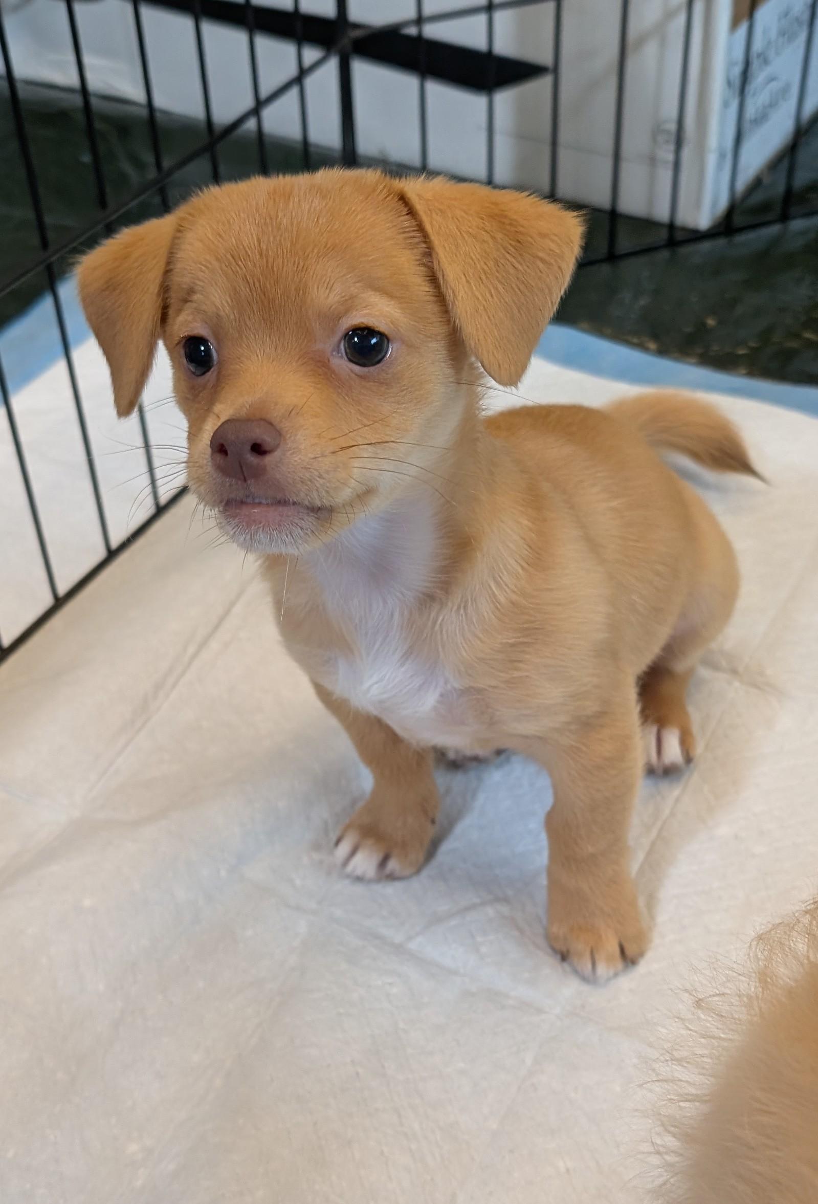 Pebbles (The Flintstones), a Adoptable mixed breed in Redwood City, CA image 5/6