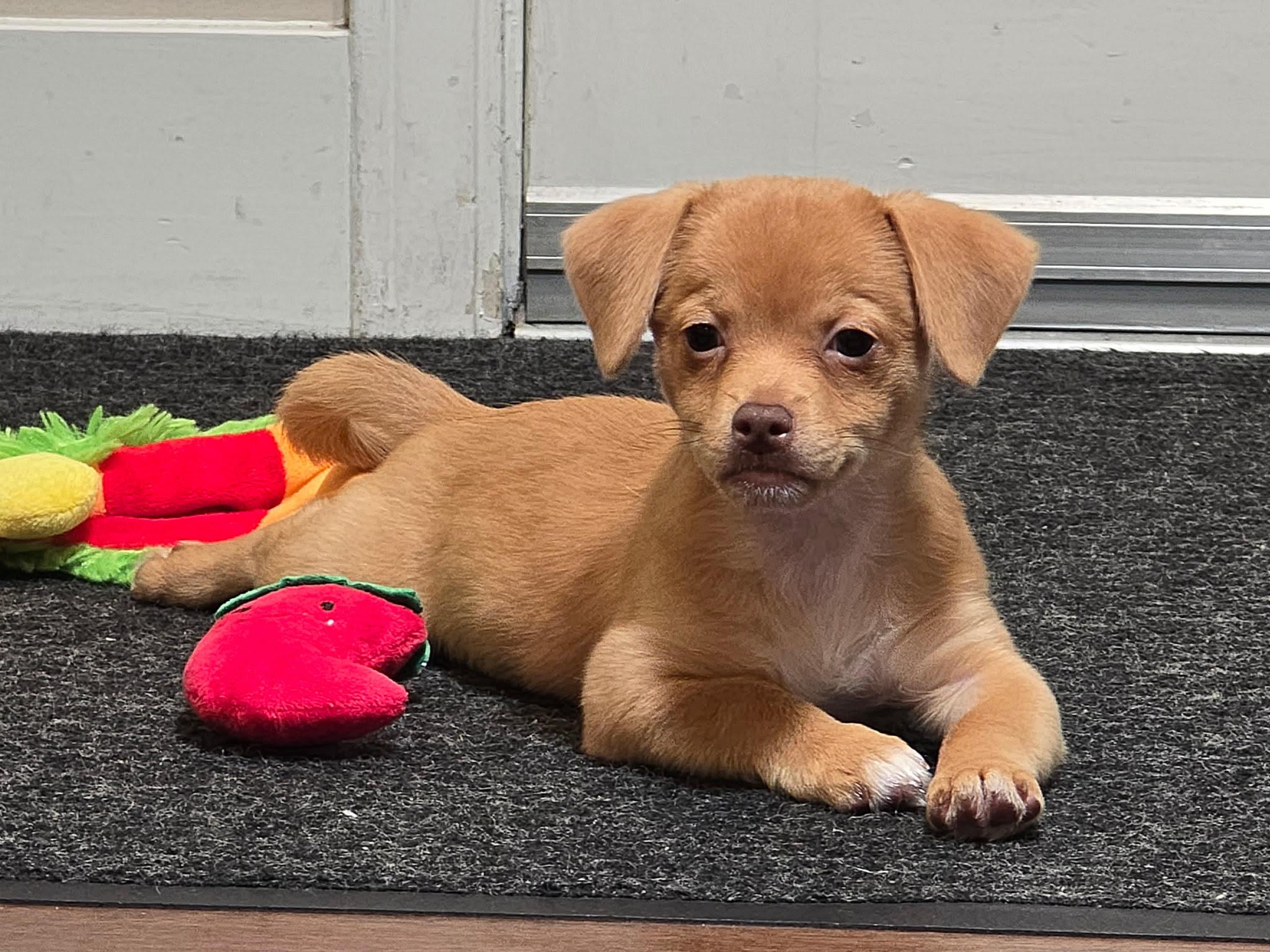 Pebbles (The Flintstones), a Adoptable mixed breed in Redwood City, CA image 6/6
